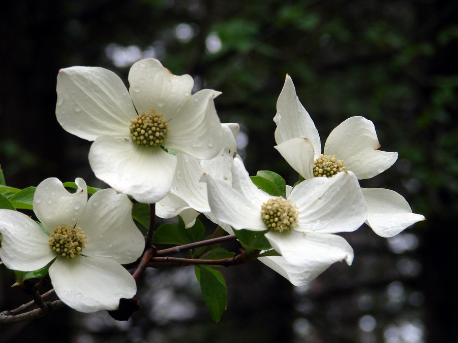 FLORE (15).JPG